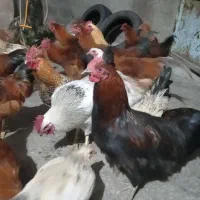 خروس محلی|حیوانات مزرعه|پیر سلیمان, |دیوار