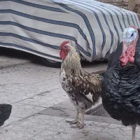 فروشی خروس چهل تاج