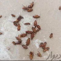 سم پاشی موریانه سوسک ساس سمپاشی تضمینی|خدمات نظافت|بندر ماهشهر, |دیوار