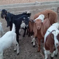 بزغاله ها کیلویی 320