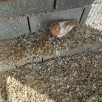 کفتر طوقی|پرنده|بندرعباس, |دیوار