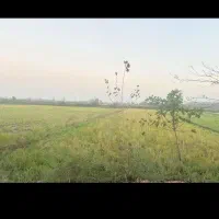 شالیزار سنتی ومکانیزه بهزراعی تصحیح اراضی شده بجار