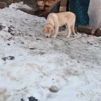 توله پژدر ماده|سگ|میاندوآب, |دیوار