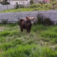 گاو ورزا لیشه گوساله نر