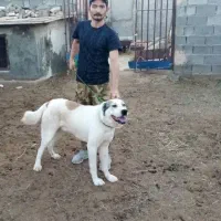 فروش سگ سرابی نر