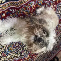 سگ شیتزو|سگ|مسجد سلیمان, |دیوار