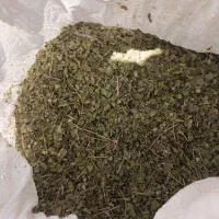 آویشن برداشت ارسالی تازه