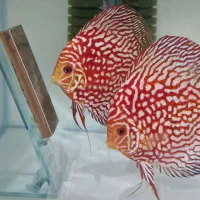 دیسکس یک اینچ