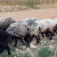 ۴راس میش شال