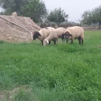 فروش چند راس قوچ و گوسفند سافولک و لاکن|حیوانات مزرعه|گرگان, |دیوار