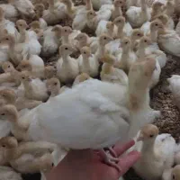 بوقلمون نژاد دار