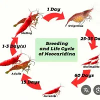 عمده میگو(shrimp)