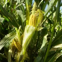 ذرت سیلو ذرت علوفه ای خوراک دام کاه گندم|لوازم جانبی حیوانات|رشت, لاکانی|دیوار