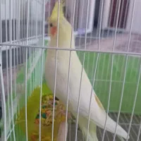 عروس هلندی|پرنده|بروجرد, |دیوار