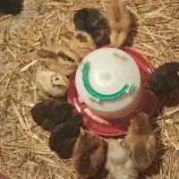 فروش جوجه پنج روزه محلی