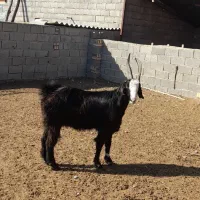 نر بز چاتمه