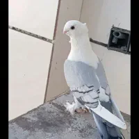 کفتر گمشده  منطقه راضی