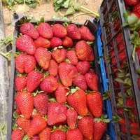 توت فرنگی مخصوص مربا