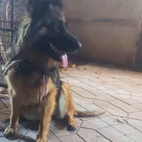 سگ ژرمن شیپرگمشده