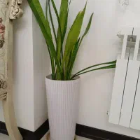 گل طبیعی