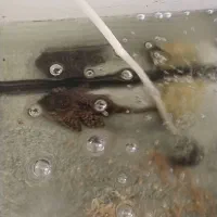 لجن خوار اسپرت