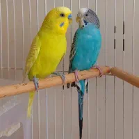 جفت مولد مرغ عشق|پرنده|قزوین, |دیوار