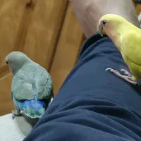 طوطی کوتوله|پرنده|بابلسر, |دیوار