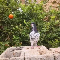 یال سیاه نر بی عیب کبوتر