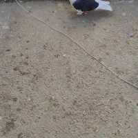 کبوتر