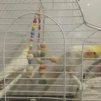 دوتاعروس هلندی زیبا