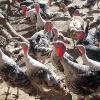 بقلمون|حیوانات مزرعه|سراوان, |دیوار