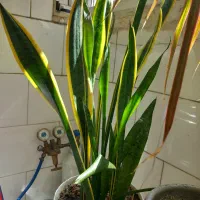 گل سانسوریا