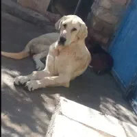 واگذاری سگ پژدر عراقی ماده شش انگشتی