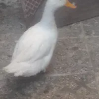 اردک