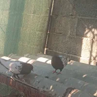 دوجفت کبوتر بشرط جوجه