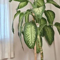 گل دیفن باخیا