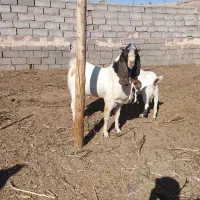 نربز جوان پرشور فروشی