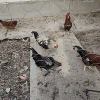 فروش خروس محلی گوشتی