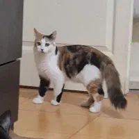 واگذاری گربه موبلند|گربه|کرج, گوهردشت|دیوار