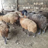 میش و بره افشار