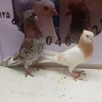 جفت کبوتر سرور و زرد