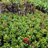 گل کالانکویه *گلخانه من*|گل و گیاه طبیعی|بیرجند, |دیوار