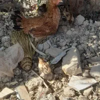 مرغ‌با‌جوجه