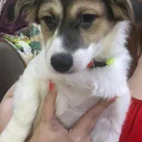 سگ نر نژاد اشپیتز ۴ ماهه( سیمبا)