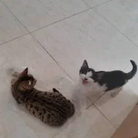 گربه دو ماهه نر