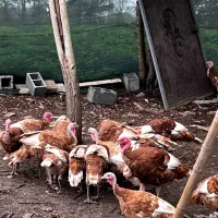 فروش بوقلمون پنج ماه وزن چهار کیلو|حیوانات مزرعه|رشت, حومه رشت|دیوار