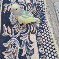 کوتوله بریزیلی|پرنده|تایباد, |دیوار