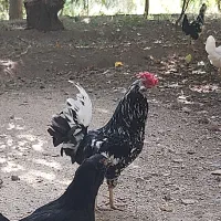 خروس گلین