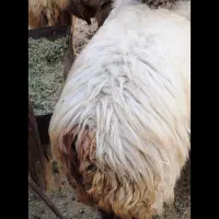 فروش سه عددمیش جوان|حیوانات مزرعه|لنده, |دیوار