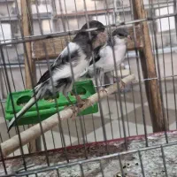 دو تا قناری نر ابلق رنگ خاص و شگفت انگیز